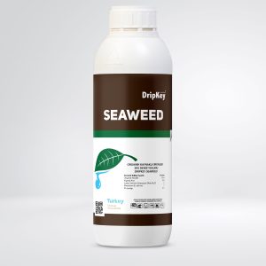 Seaweed